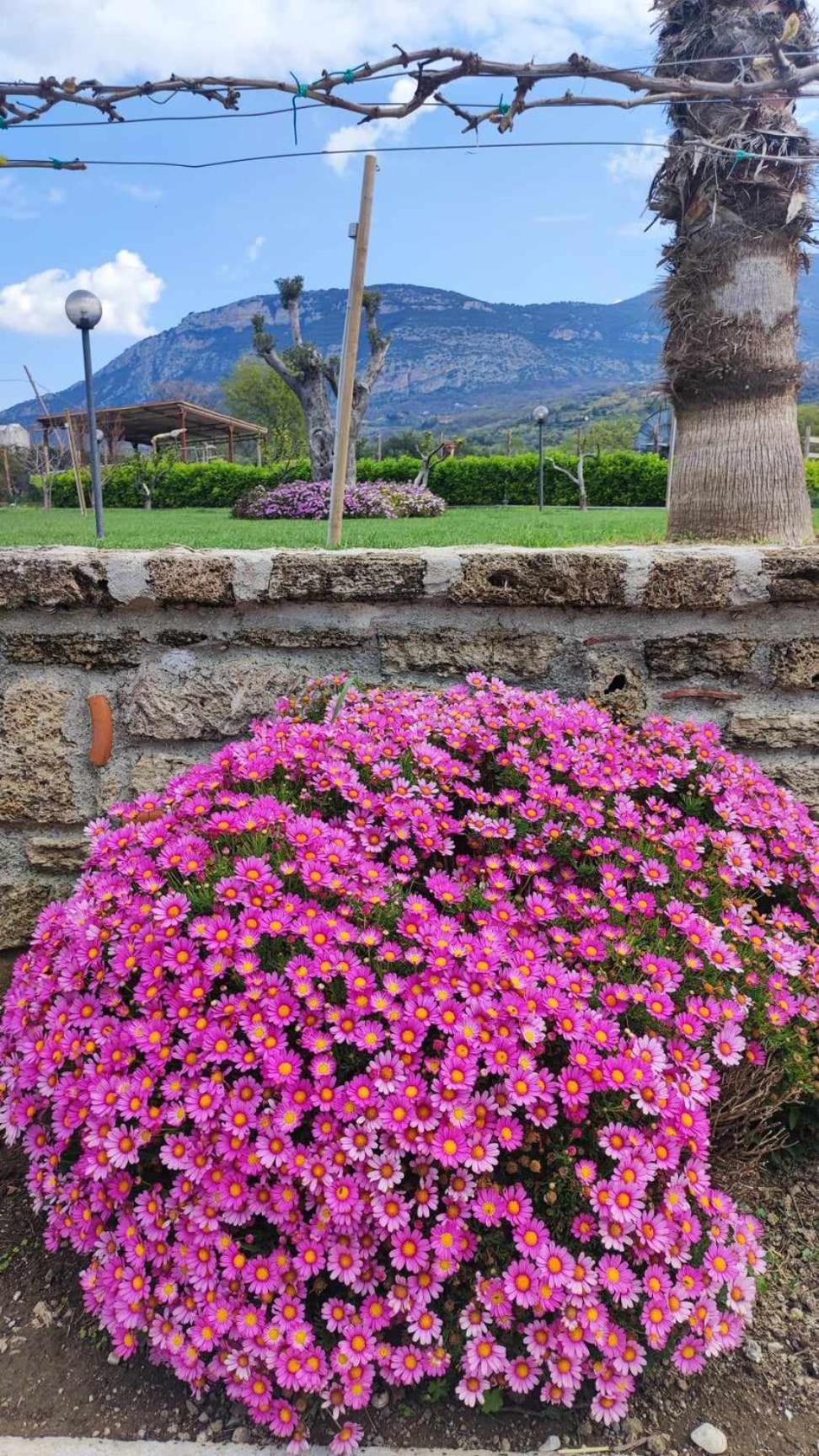 Le Colline Di Paestum Bed & Breakfast Capaccio Dış mekan fotoğraf